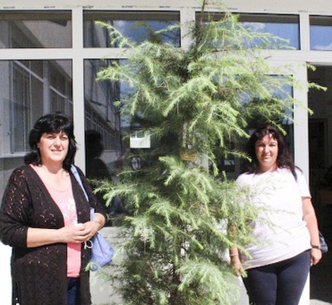 Общината пак дари дръвчета на всички учебни заведения